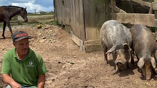 CRIANDO PORCO CAIPIRA ANTIGO -ALIRIO