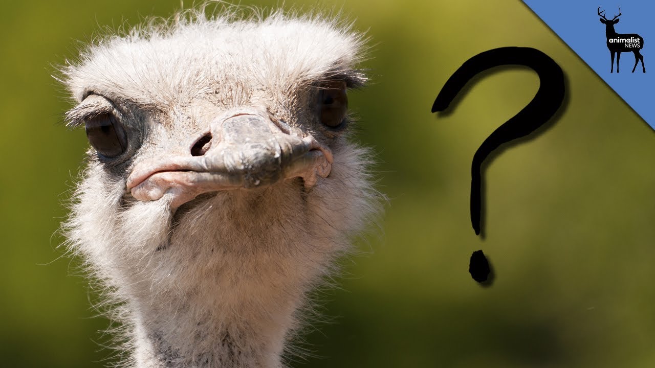 How Dumb Is An Ostrich? YouTube