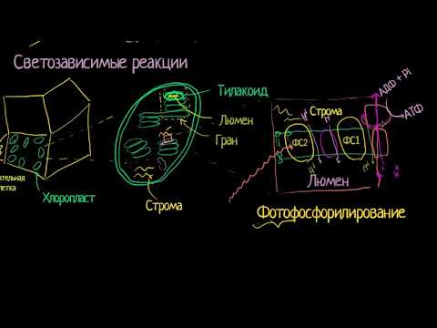 Светозависимая (световая) стадия фотосинтеза (видео 4)| Фотосинтез | Биология