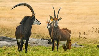 Антилопа-Прыгун Издает Такой Звук В Дикой Природе