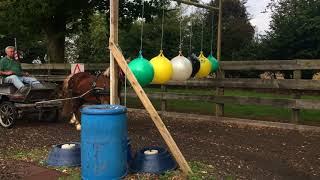 Driving a pony bitless - Barry Hook, Horse Drawn Promotions