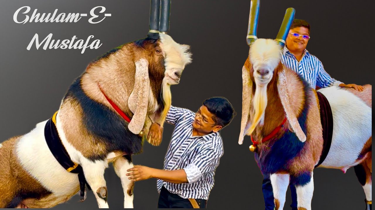 Dastagir Bagwan’s Ghulam-E-Mustafa 2025 | India’s Finest Kota Goat In Satara, Maharashtra