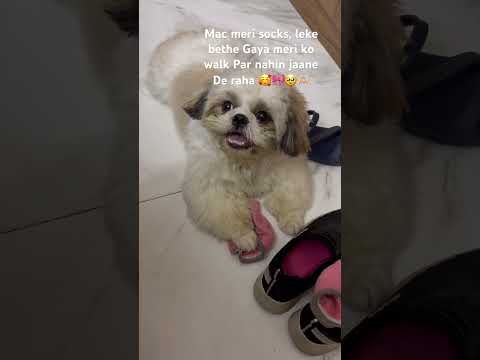 Mera Pyara Mac Youtube Cute Youtubeshorts Trending Youtubevideos Ytshorts Viral Dog