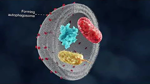 The mechanism of autophagy - DayDayNews