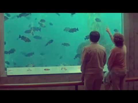 Humpback In Time // SABA LOU (video)