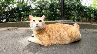 真ん丸な目と短い尻尾がチャームポイントの茶トラ猫