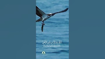 ( أولم يروا إلى الطير فوقهم صافات ) _شريف_مصطفى حالات واتس _ كرومات قرآن الكريم