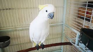 Nigel de Cockatoo and family, this is good morning to you ♥️ by NIGEL, THE COCKATOO and family 24 views 4 months ago 1 minute, 40 seconds