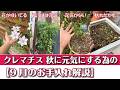 【クレマチス】元気な株から弱った株まで お手入れの違い解説します