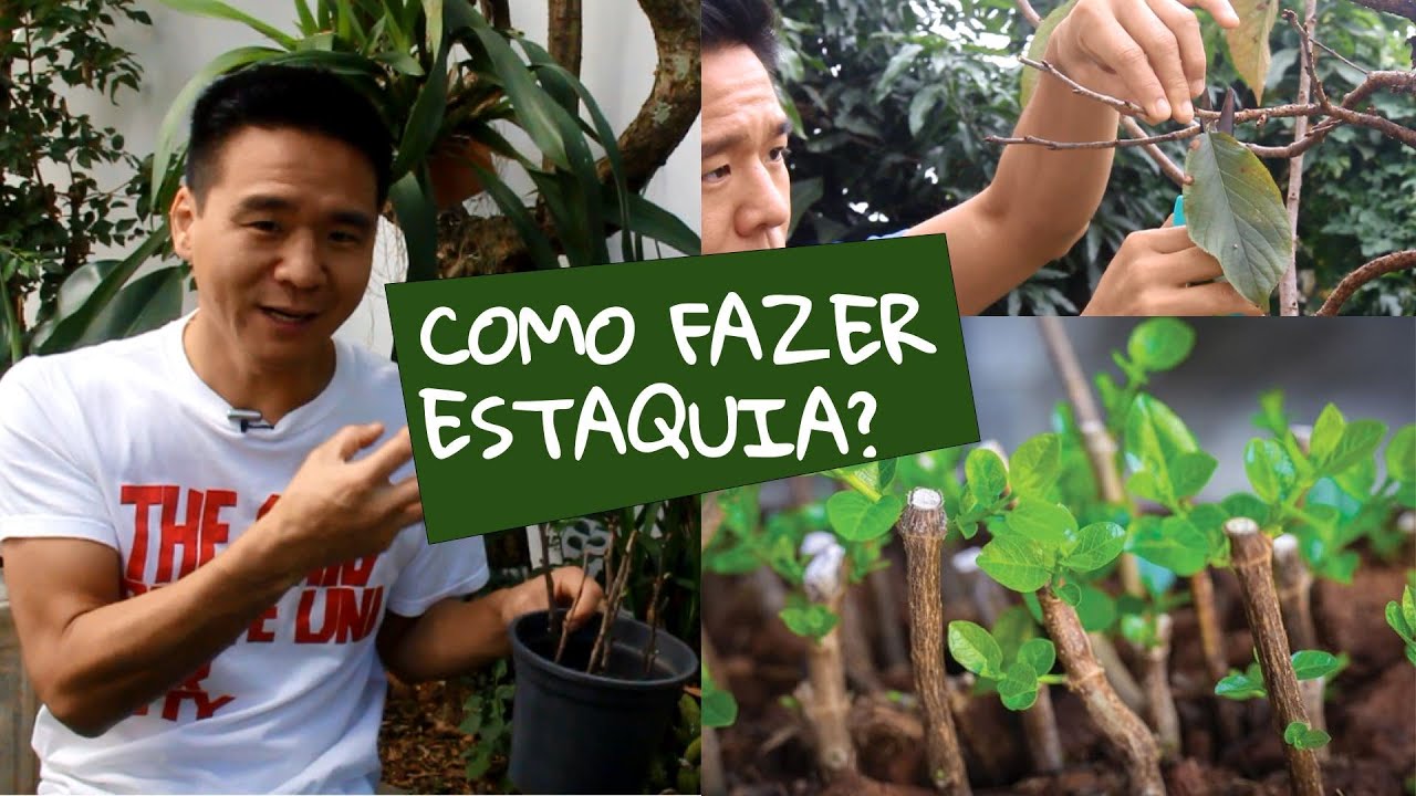 Reprodução por estacas (estaquia)