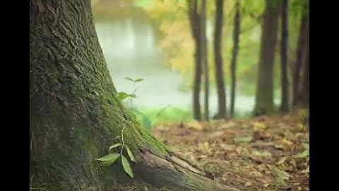 سورة القمر ، الشيخ خالد الجهيم ،