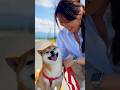 路肩の散歩 #柴犬 #shiba #shibainu #散歩