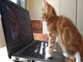 Cute Kittens Making Their Own Video - Part 2
