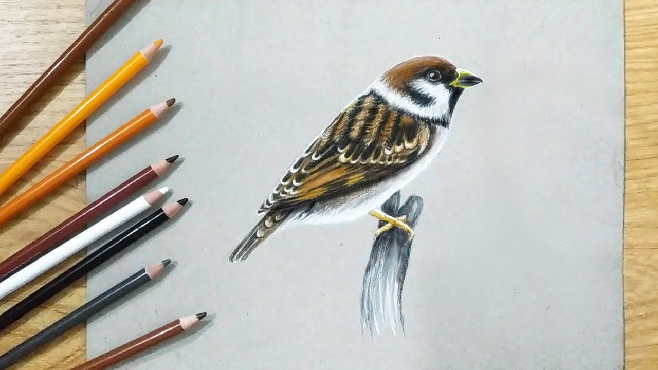 550 Koleksi Sketsa Gambar Burung Dengan Pensil Gratis Terbaru