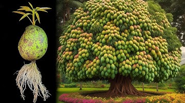 🥭Amazing Mango Tree Propagation: Step-by-Step Guide