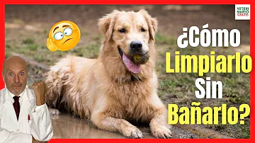 ¿Cómo limpiar con vinagre para perros?