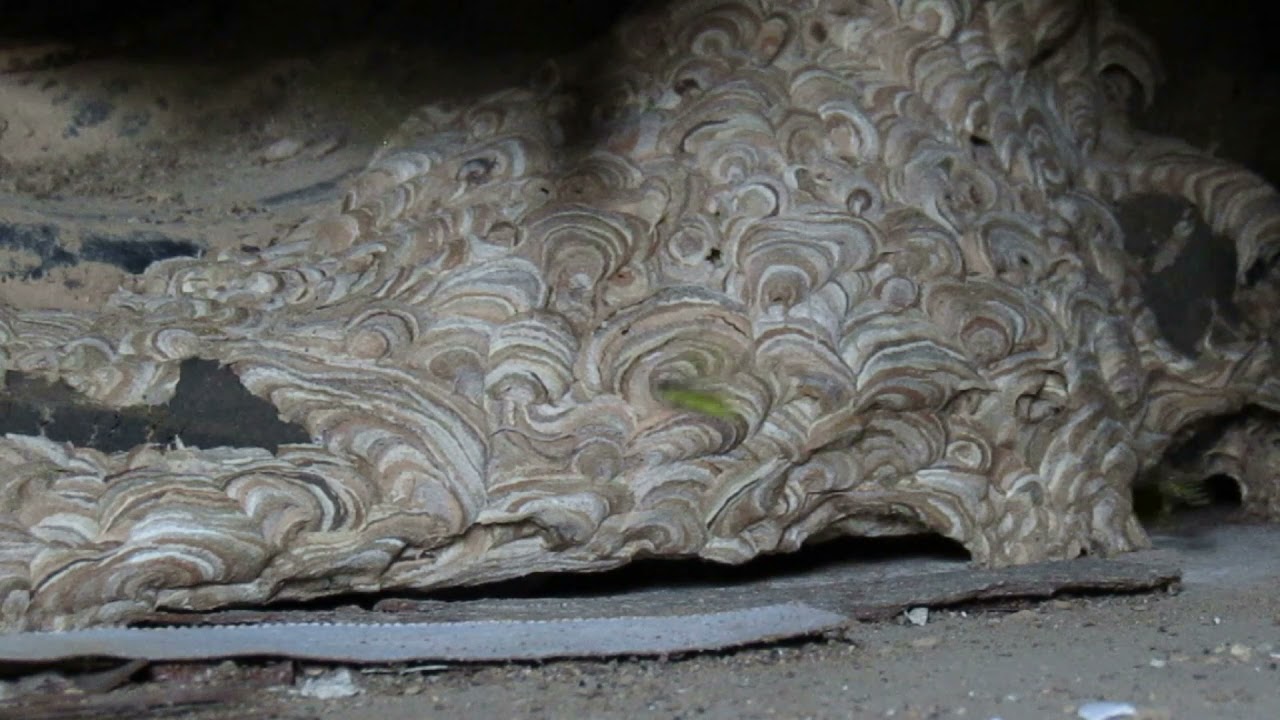 Vespula Maculifrons (Eastern yellowjacket) nest in a golf cart tire part 2.