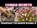 How to Transplant Cosmos Seedlings for Massive Blooms | Step-by-Step Guide 🌸