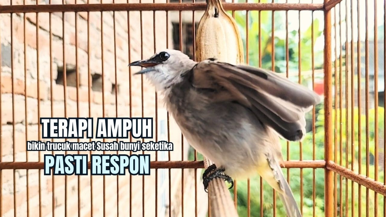 TRUCUKAN GACOR TARUNG ROPEL PANJANG Pancingan trucukan Agar Bunyi Jadikan Burung Trucuk Gacor Nyaut