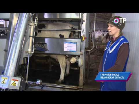 Малые города России: Гаврилов Посад - здесь вывели самую крупную лошадь - владимирского тяжеловоза