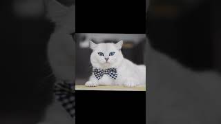 Coby The Cat Cool Whatsapp Status Worlds Most Beautiful Cat....