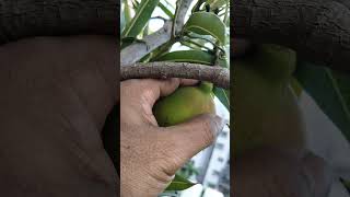 Mango harvesting ❤️-My rooftop garden ❤️❤️❤️