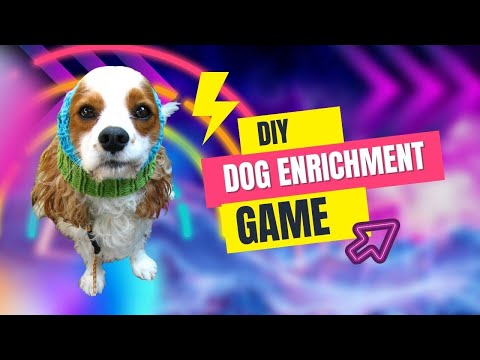 5 Easy Enrichment Ideas for Dogs - Oh My Paws