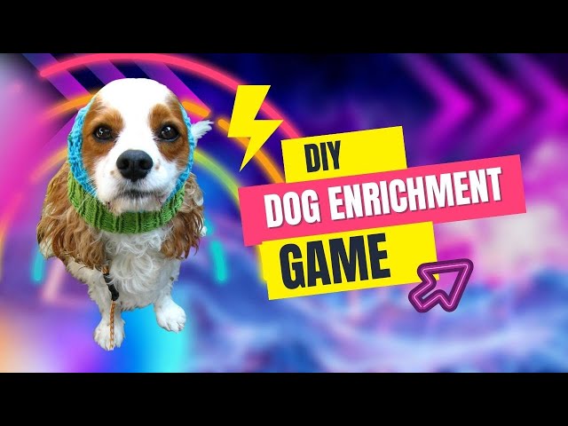 DIY Indoor Enrichment Games For Dogs