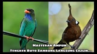 Masteran Mewah Tengkek Buto Sambung Cililin Dengan Jeda 10 Detik Efektif Untuk Memaster Burung..