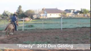 Rowdy, AQHA 2012 Dun Gelding