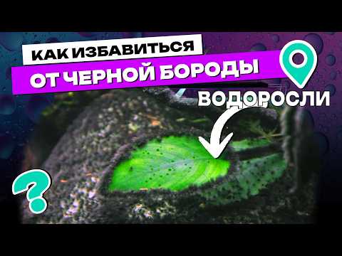 Как избавиться от черной бороды в аквариуме! Причины появления черной бороды!