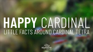 Cardinal Tetra Little Facts... Happy Cardinal