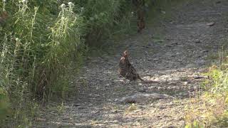 "The Grouse Whisperer"