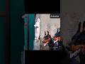 Cat Vs Dogs #catvideos #dog #doglife #cat #shorts #viralvideo #funny #funnycats #funnyvideo