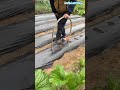 Homemade mulch film hole punch