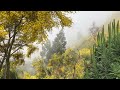 Gelbblühender Besenginster in den Passatwolken oberhalb von Calheta (Madeira) am 29.05.2026