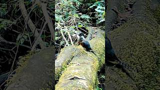 Kingfisher vs. Super Bowl Eagle