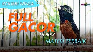 KONIN GACOR PANCINGAN AMPUH BIKIN KOLIBRI NINJA LAIN IKUT GACOR DOR