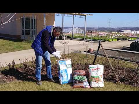 Wideo: Nawóz do róż: Dowiedz się, jak wybrać najlepszy nawóz do róż