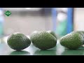 Inside kakuzi quality avocado production process from seed to plate