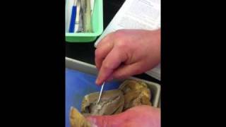 Sheep anatomy a & p 2