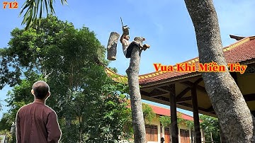 Vua Khỉ Miền Tây cheo leo trên nhánh nhỏ và cưa đôn đọt cây Xà Cừ . Cutting nacre tree