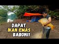 diguyur hujan deras semalaman, memancing dan menjala dapat ikan super babon penunggu sungai