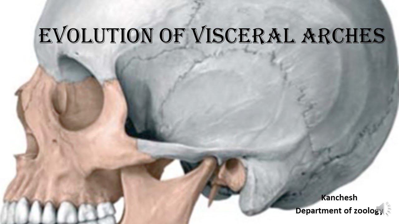 9 evolution of visceral arches