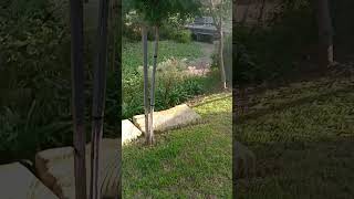 kanahooka farm garden makeover