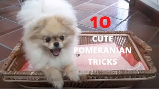 10 Cute Pomeranian Tricks