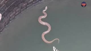 Mahamandal Snake Rescue