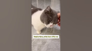 Secret Places To Pet Your Cat! 😻✨