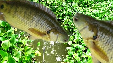 fishing-gặp ổ rô đồng, giật cháy lông nách là có thật