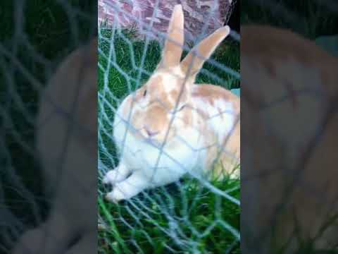 Cute bunny tries